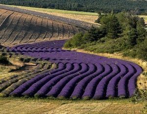 Lavender near Sault