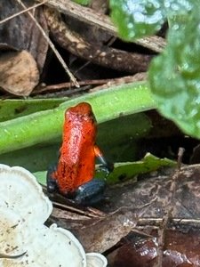 Blue Jeans Poison Dart Frog in Costa Rica