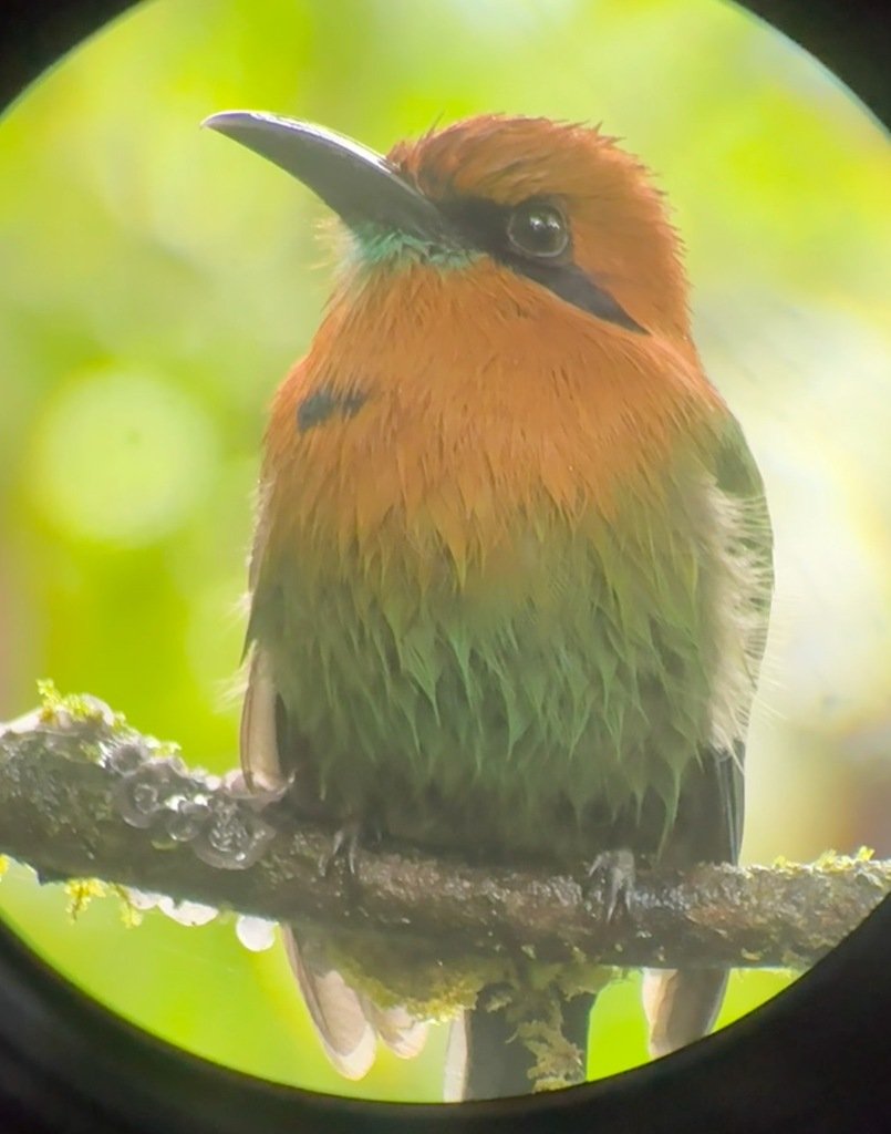 Mot Mot Bird in Costa Rica