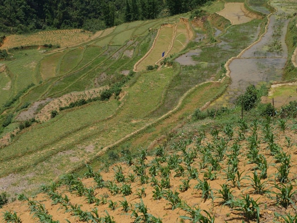 Rice terraces while hiking in Sapa Vietnam