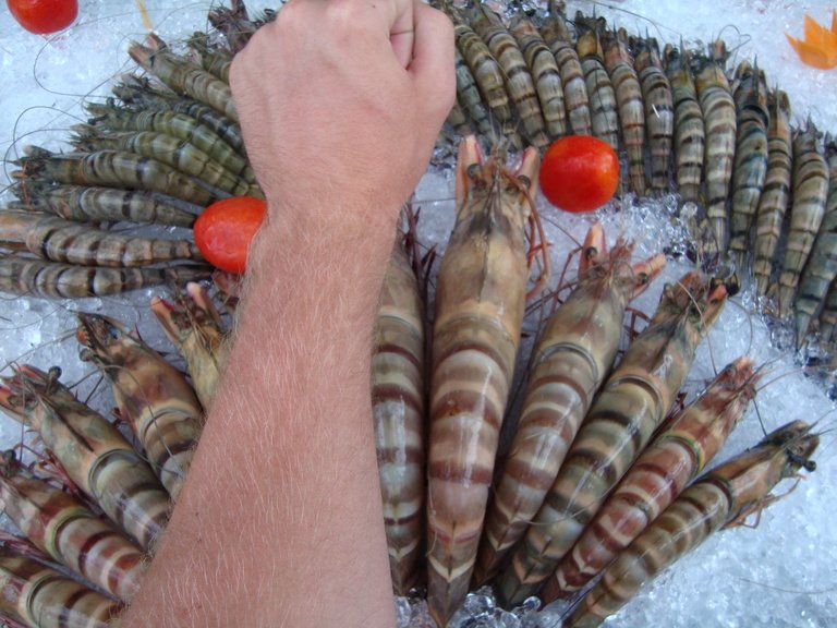 Koh Samui used to be full of fish & seafood, like these huge prawns aplenty