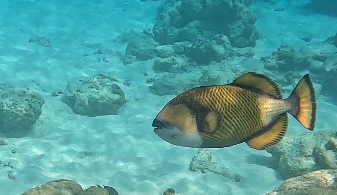 Titan Trigger Fish seen while snorkelling at JA Manafaru, Maldives
