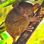 Tarsier primates are the world's smallest| Bohol, Philippines in our Bohol Panglao Island Guide