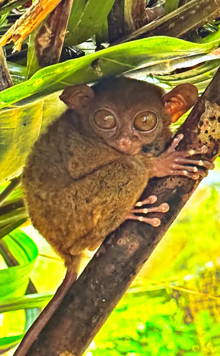 Tarsier primates are the world's smallest| Bohol, Philippines in our Bohol Panglao Island Guide