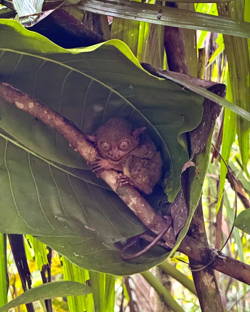 Tarsier Shading in a palm leaf, Bohol, Philippines