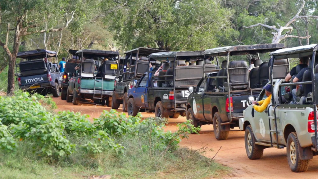 There were Safari Jeep Queues even at Wilpattu National Park on our Sri Lanka Private Driver Tour