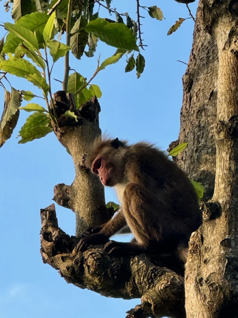 Toque Macaque Monkey on our Sri Lanka Travel Documentary Adventure