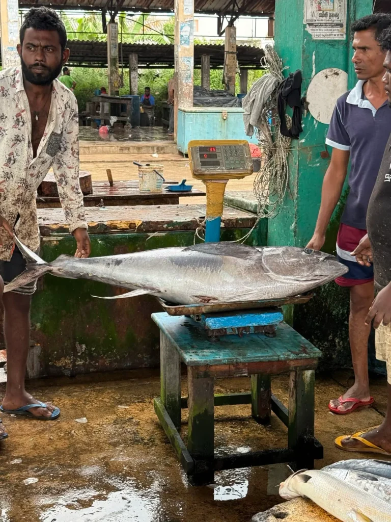 Tuna being weighed at Negombo Fish Market