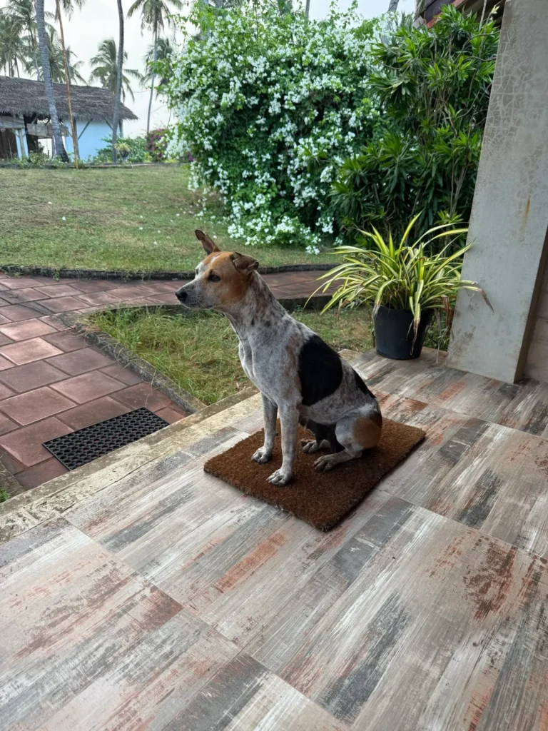 Wild Dog at Twin Waters Resort, Chilaw