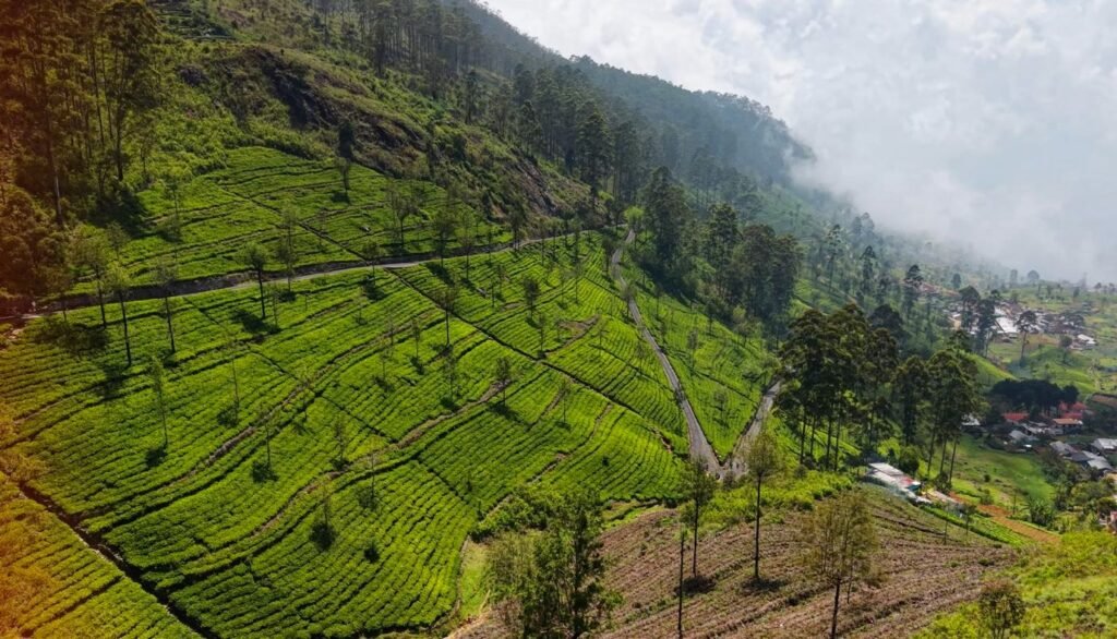 Aerial view of Sri Lanka's tea country near Haputale, terraced estates stretching across the hillsides with dirt paths winding between them.