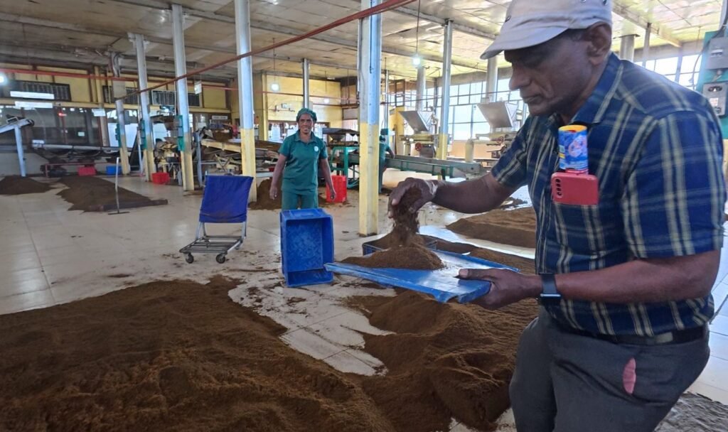 Examining tea leaves at Dambatenne Tea Factory near Haputale, machinery visible in the background.