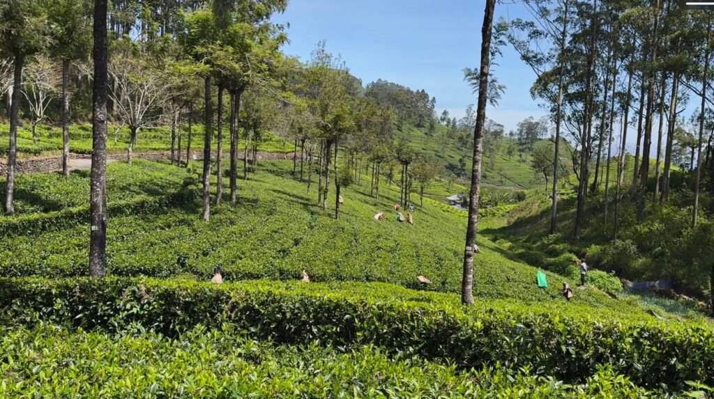Tea pickers working among the bushes near Haputale just down from Lipton's Seat.