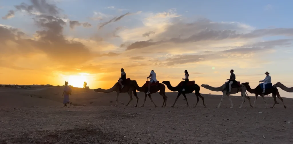 Camels trekking at sunset while on a day trip tour while in Marrakech, Morocco