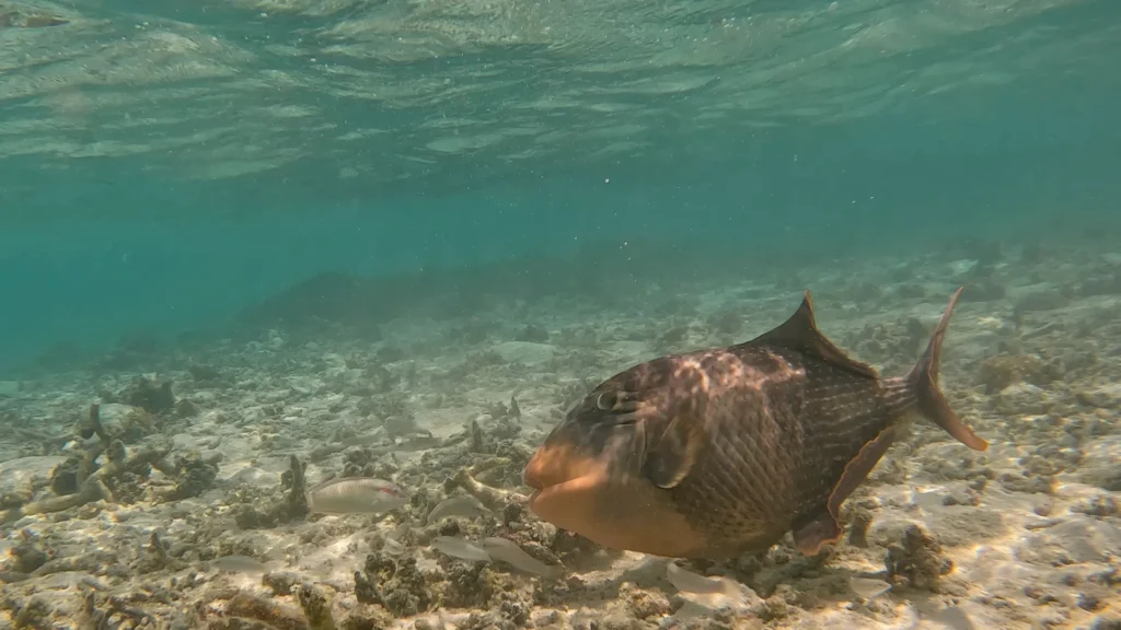 Titan Triggerfish at Velassaru Maldives